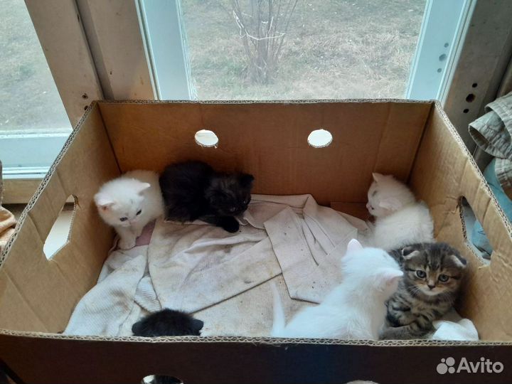 Британские котята