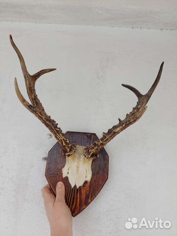 Рога косули