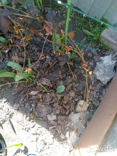 Ежевика без шипов