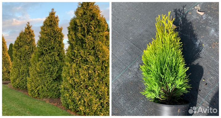 Туи Брабант быстро растущая изгородь