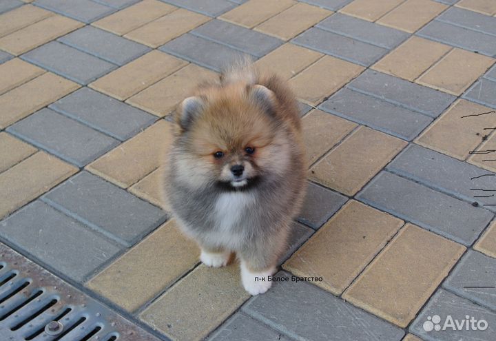 Супер мишка