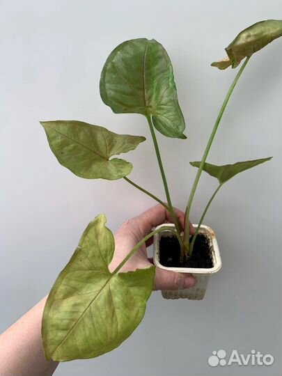 Сингониум в ассортименте часть 2