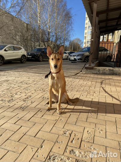 Собака стерилизованная молодая