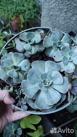 Суккуленты