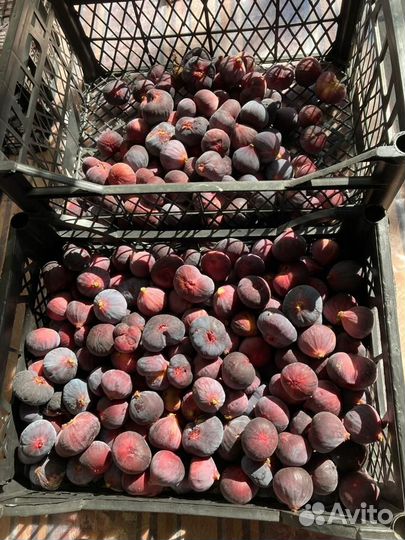 Инжир (ягода)