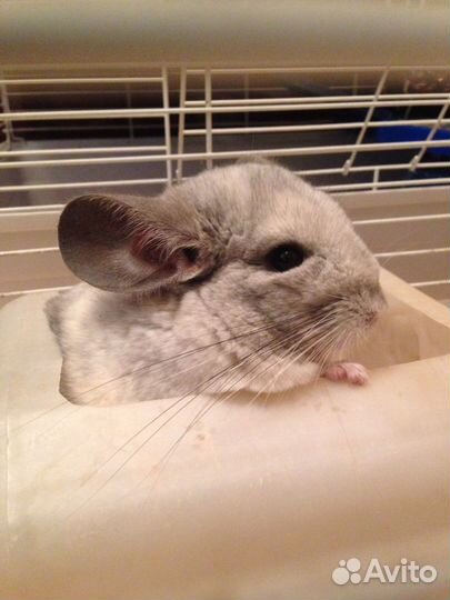 Передержка мелких животных