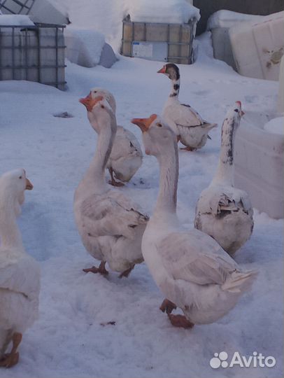 Яйцо холмогорского гуся