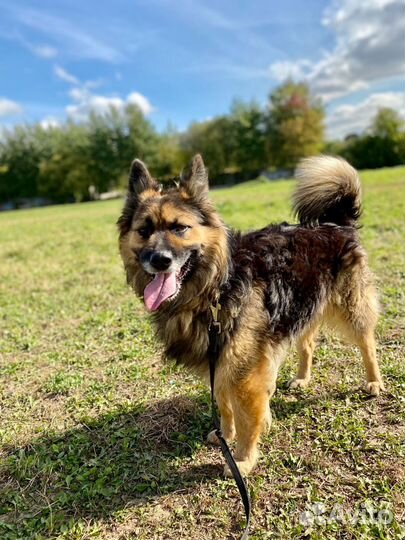 В добрые руки метис овчарки