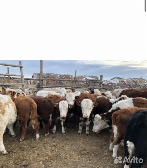 Тельята чистых пород