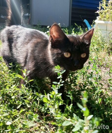 Отдам в добрые руки котят от мамы мышеловки, 5мес