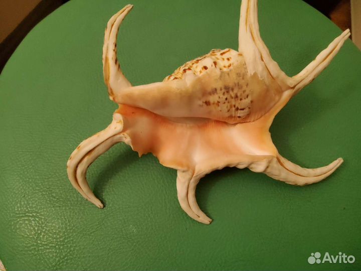 Ракушка морская большая, а маленькая в подарок