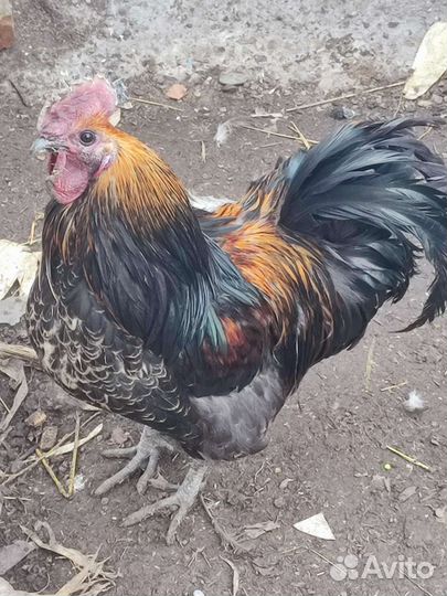 Ия Лакеданцзи бел,чер,расписной