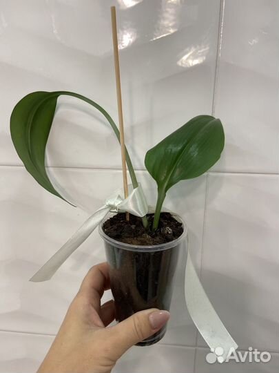 Аспидистра