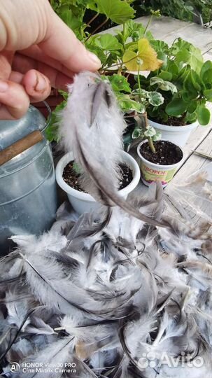 Перья для творчества