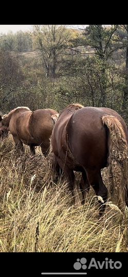 Лошади жеребец