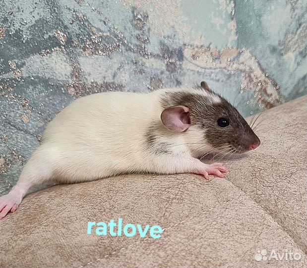 Крысята дамбо мальчики питомник
