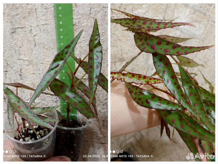 Бегонии природники (кейн, шраб)