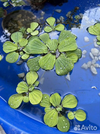 Растения для пруда и аквариума