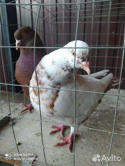 Продажа голубей