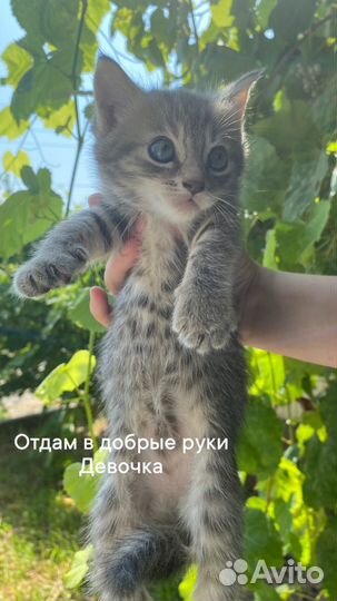Котята
