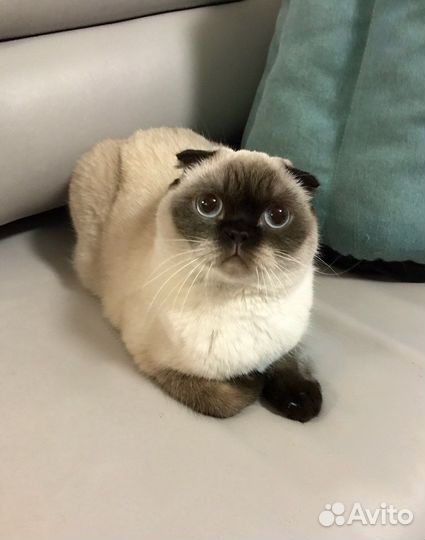 Кошка шотландская вислоухая