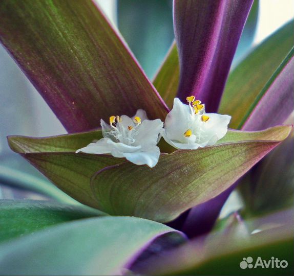 Рео «ладья Моисея» комнатный цветок