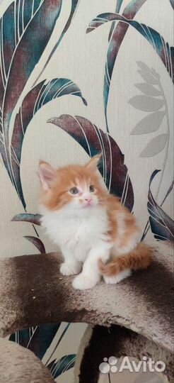 Мальчик Мейн кун классика