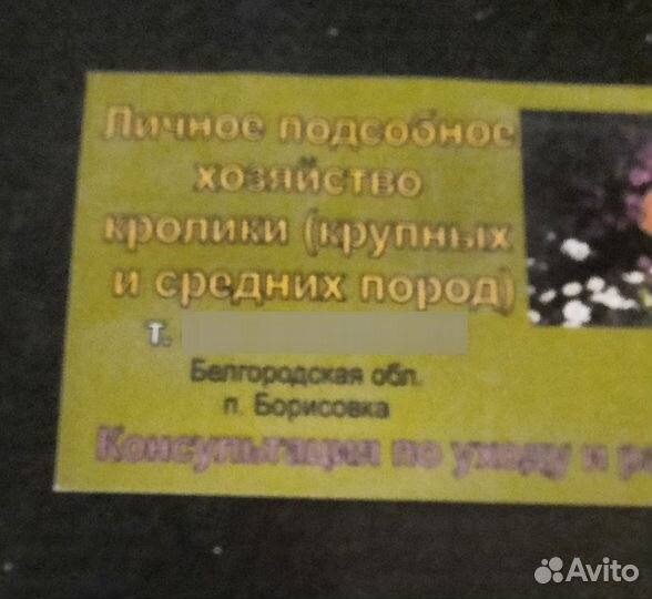 Цыплята Кохинхин