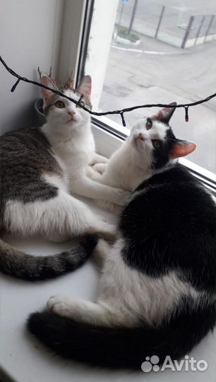 Кошки в добрые руки