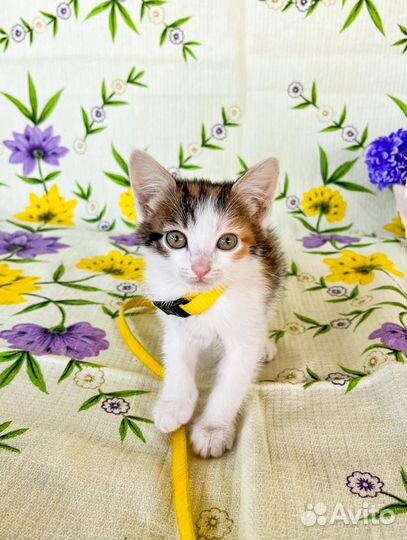 Трехцветный котенок