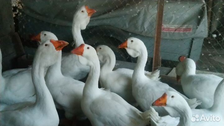 Холмогорские гуси