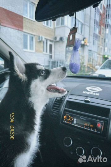 Щенок хаски