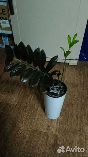 Замиакулькас чёрный равен