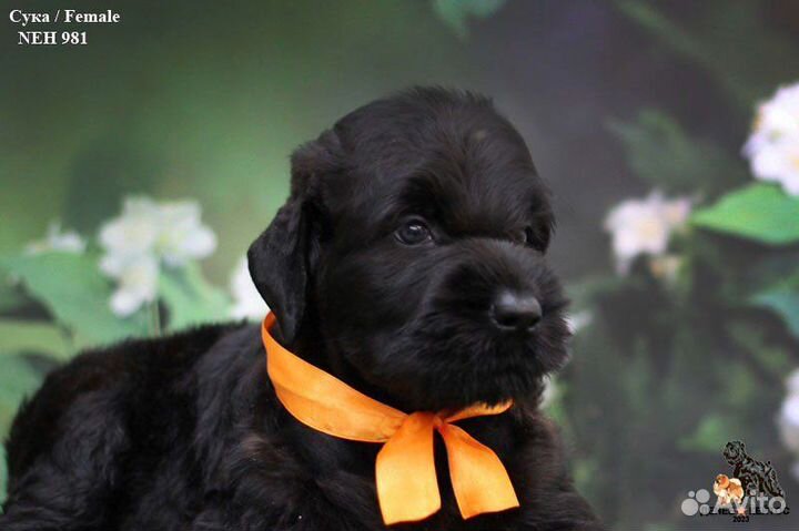 Щенок девочка русский черный терьер