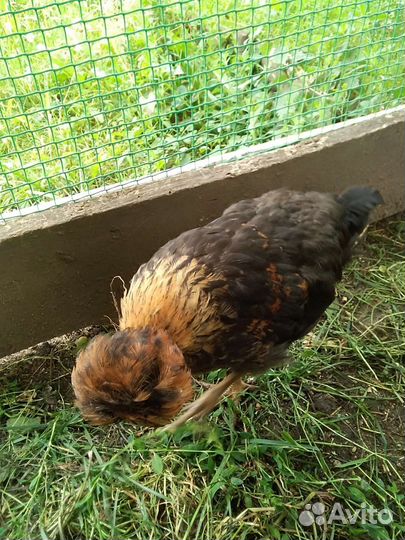 Цыплята Русская Хохлатая