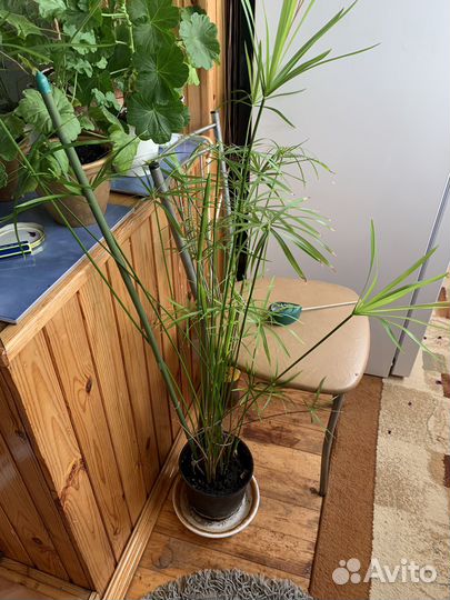 Комнатные цвет фикус бегония плющ циперус