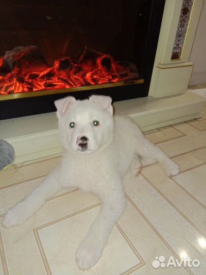 Щенки белые метисы из приюта