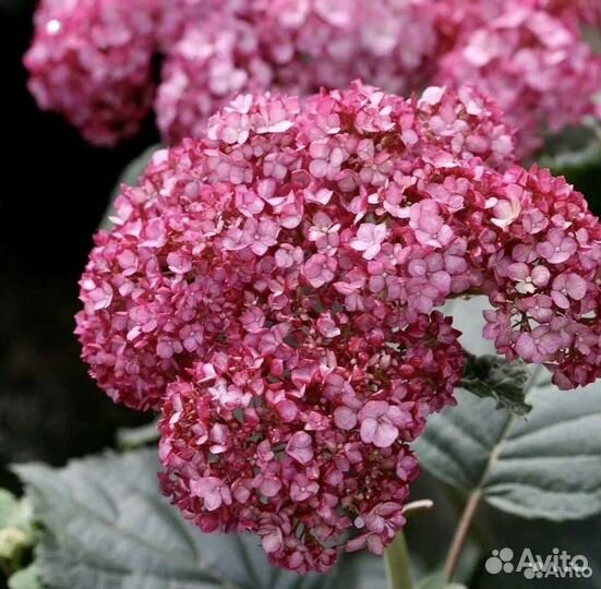 Гортензия древовидная Руби Анабель цветущая