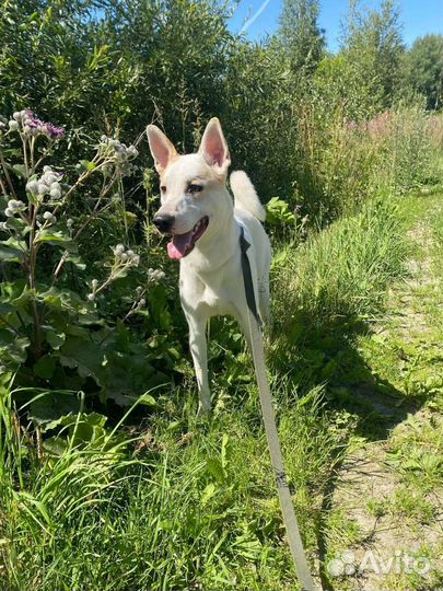 Собака в добрые руки