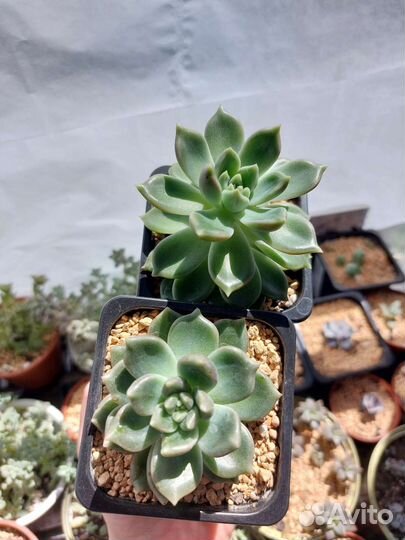 Эхеверия Ардже