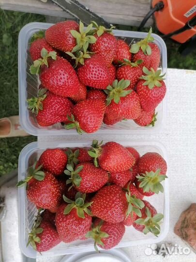 Клубника (Ягода)