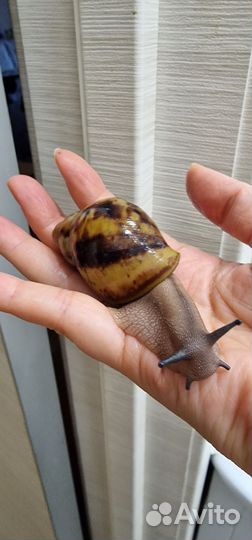 Улитки архахатины овум