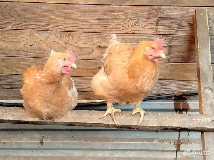 Куры молодки