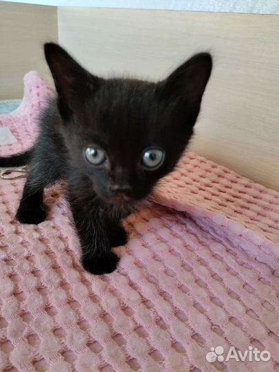Черный котенок мальчик