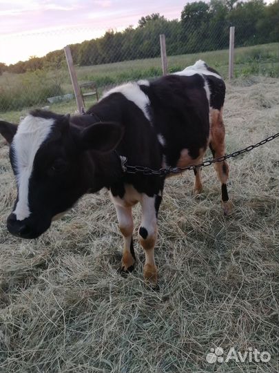 Телочки и бычки