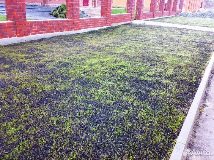 Посевной газон. Озеленение участка