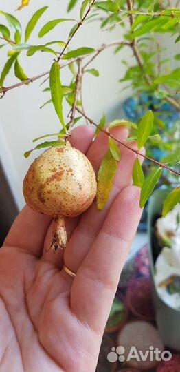 Гранат комнатный