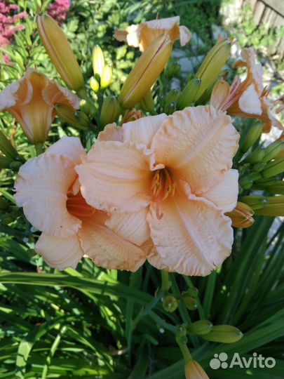 Цветы лилейник