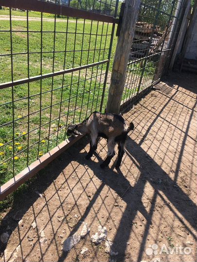 Продам козлят