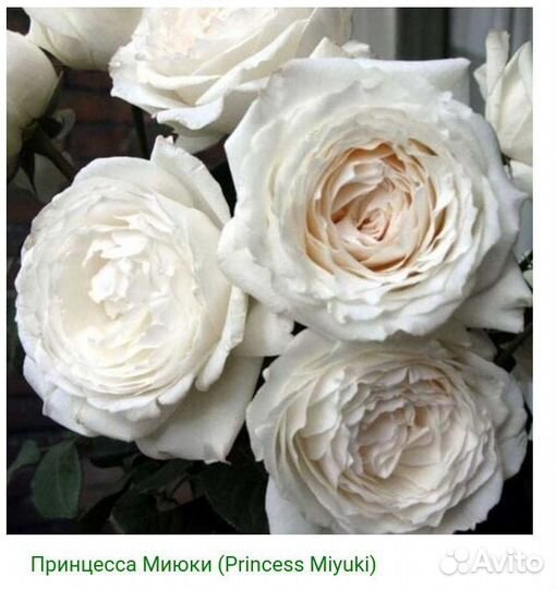 Роза на штамбе